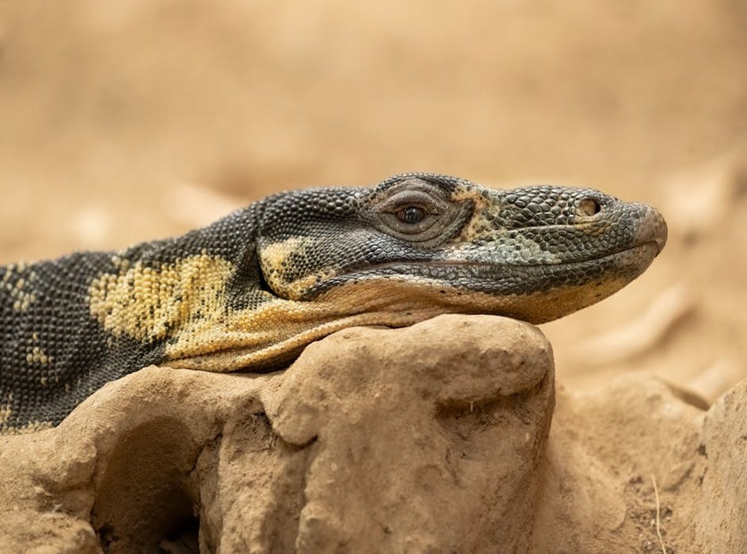 Species Spotlight: Common New Zealand Reptiles
