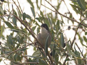 sylvia jeffreys net worth